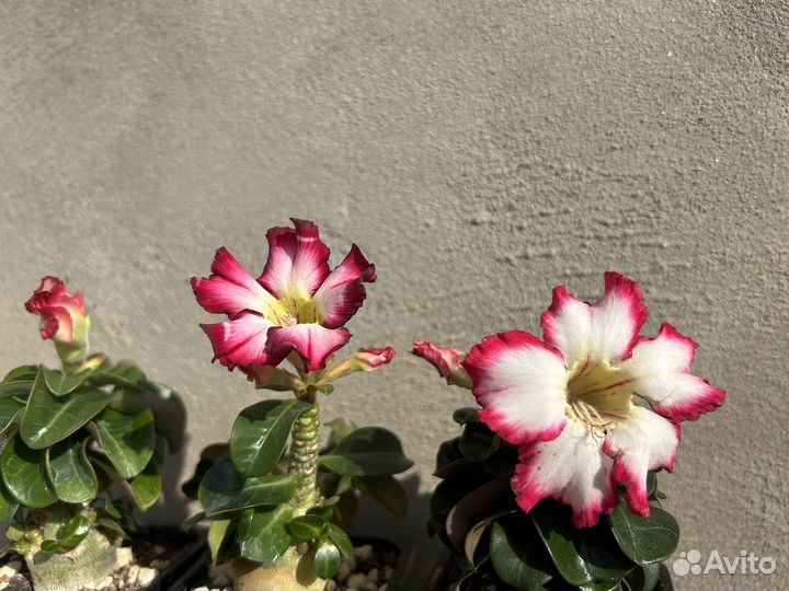 Адениум мини