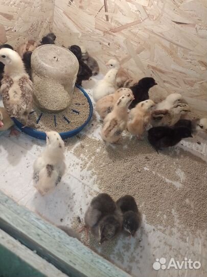 Цыплята микс,утята,петух Павловловское Золото