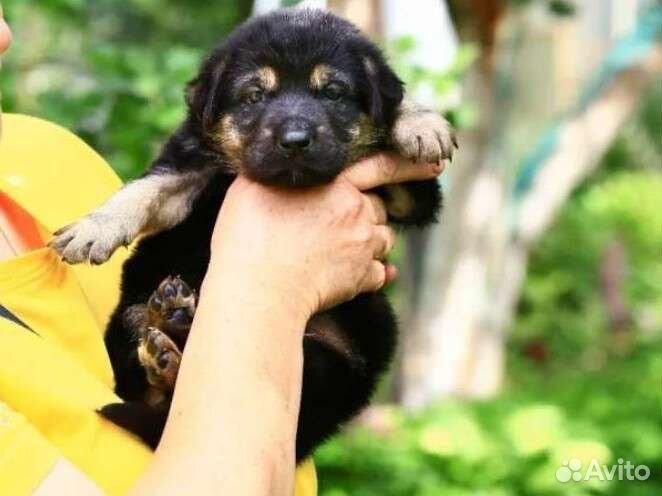 Щенки немецкой овчарки бесплатно