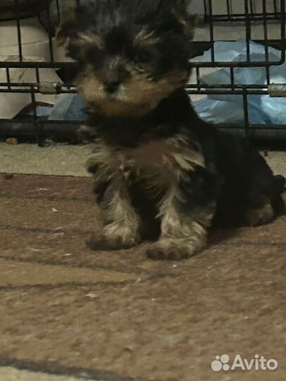 Йоркширский терьер