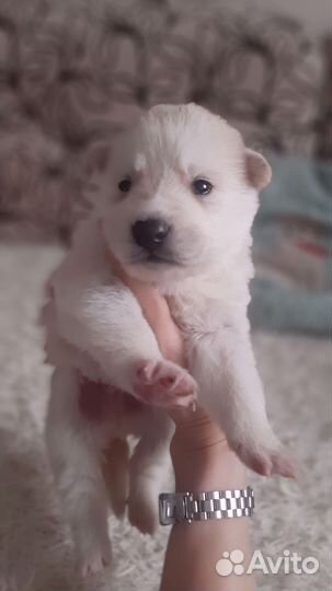 Щенки хаски