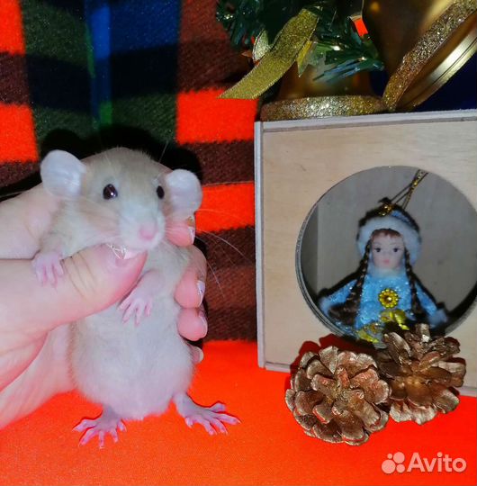 Крысята редкого окраса, крыса, дамбо