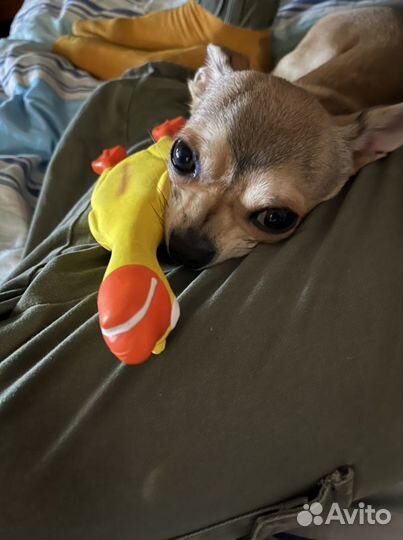 Красавчик чих(вязка)