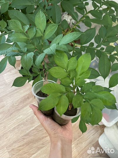 Аморфофаллус коньяк