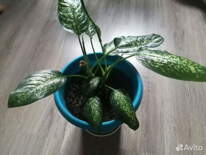 Диффенбахия