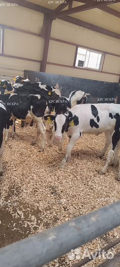 Крс телята, бычки