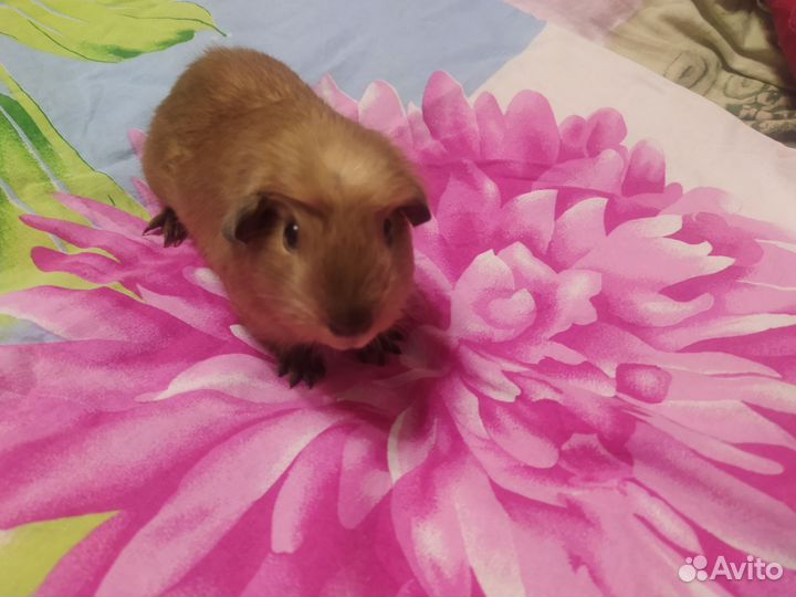 Морские свинки мальчики