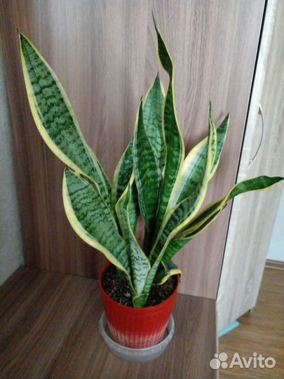 Хойя. Фикус. Сансевьера