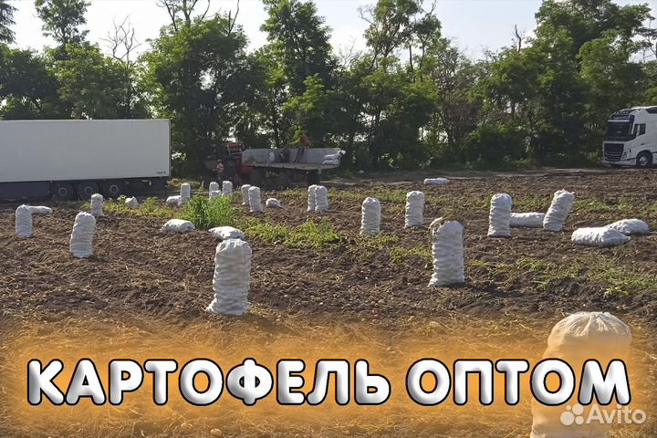 Картофель Оптом Краснодар 29.07.2023