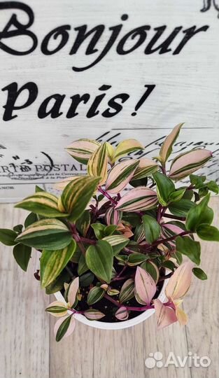 Традесканция квадриколор