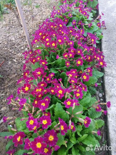 Примула садовая