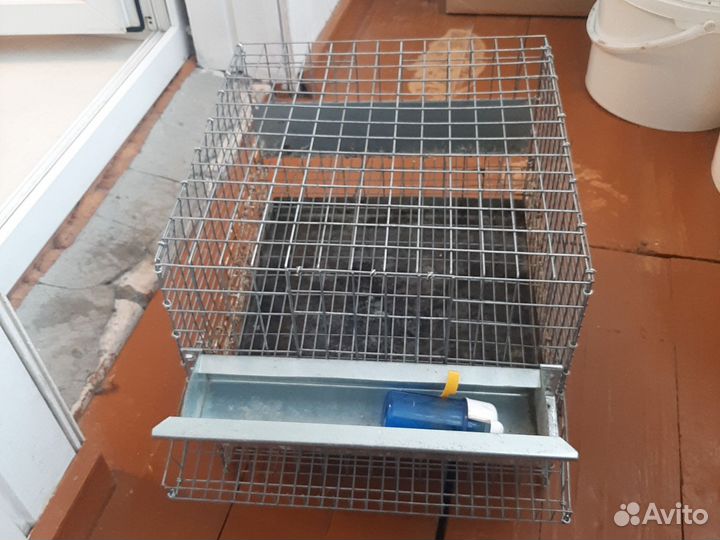 Клетки для перепелов бу