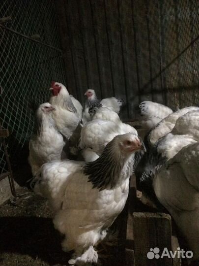 Домашняя птица