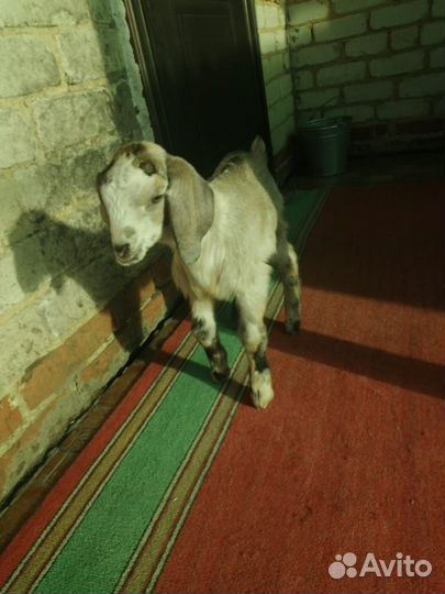 Нубийские козлята