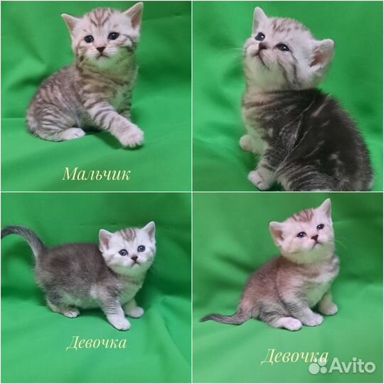 Шотландские котята