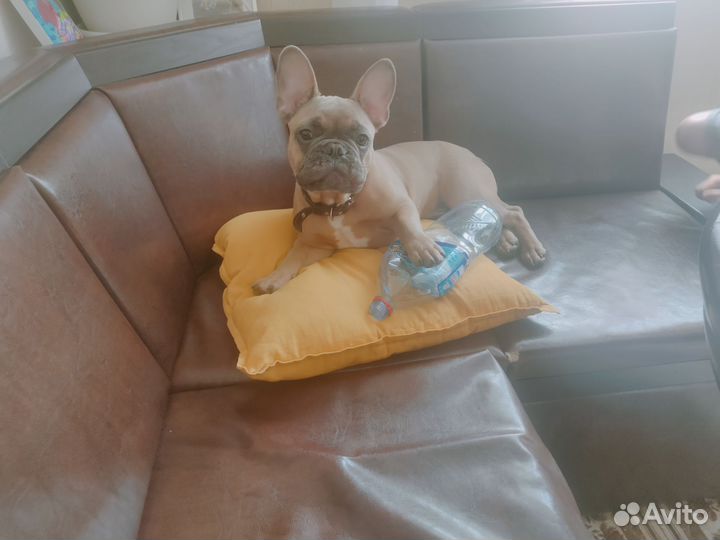 Вязка француза. скор