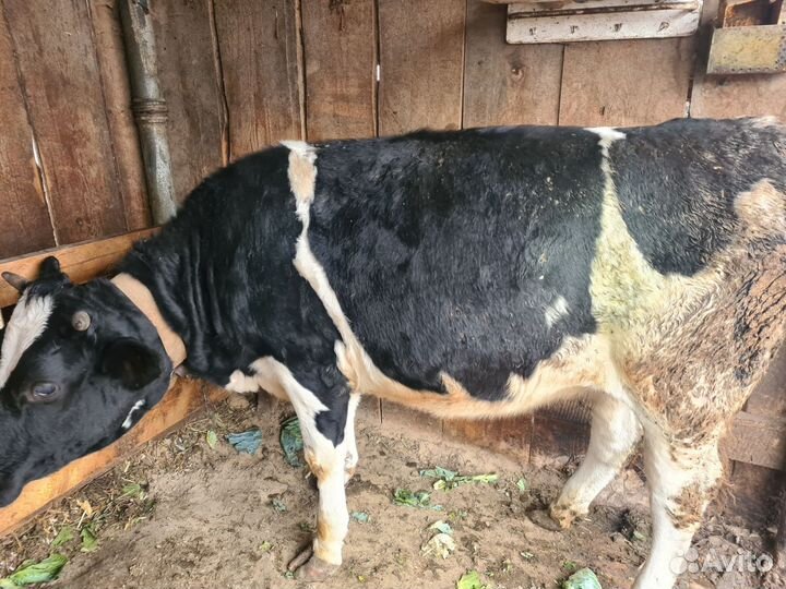 Свиньи породы венгерской мангалицы от 3 м. до 1 г