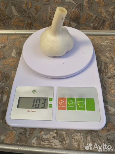 Чеснок любаша