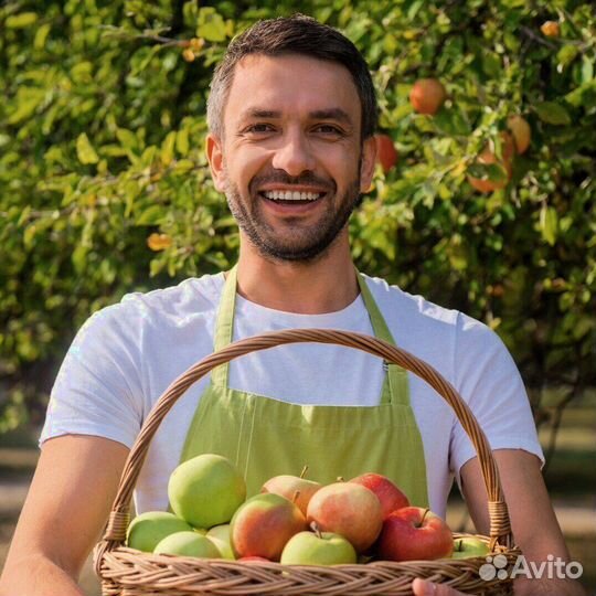 Работник по сборке яблок на сезон