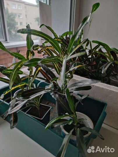 Кодиеум кротон