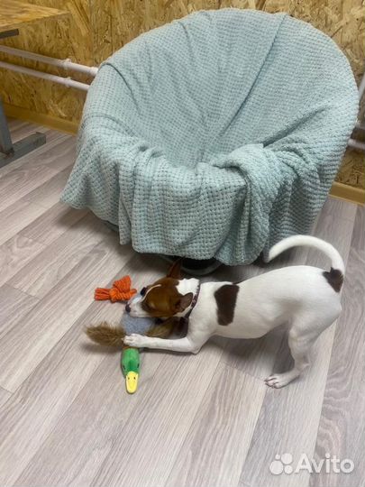 Зоогостиница