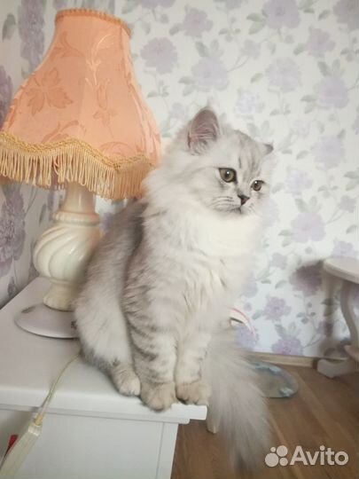 Продам молодую кошечку