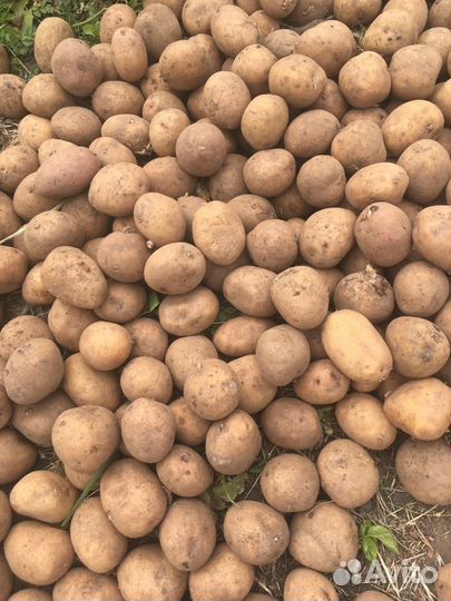 Продам картофель на посадку и еду