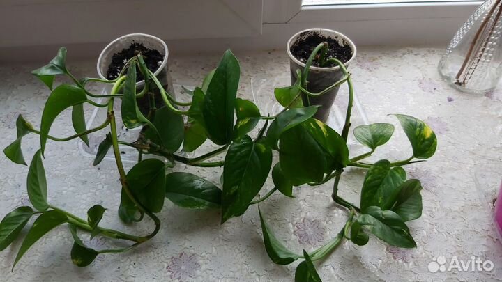 Сциндапсус