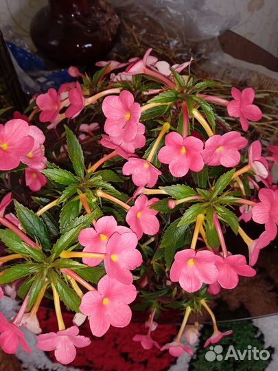 Ахименесы ризомы