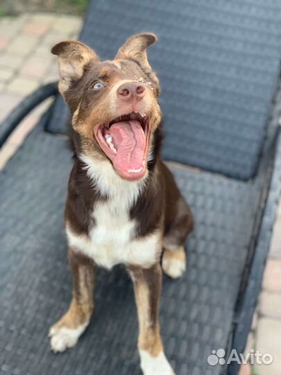 Собака в добрые руки