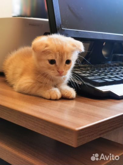 Шотландские котята