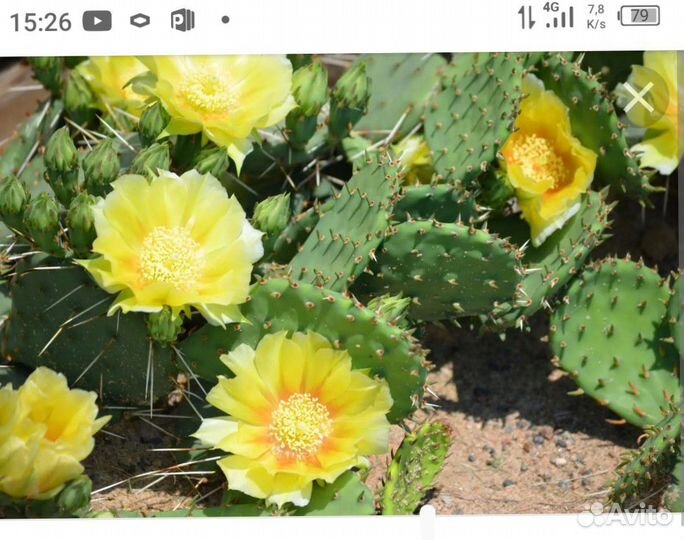 Многолетние цветы