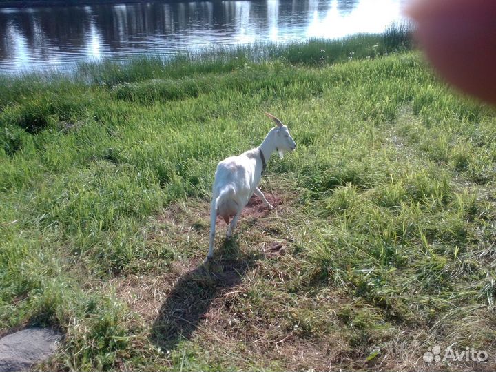 Козы и Козел