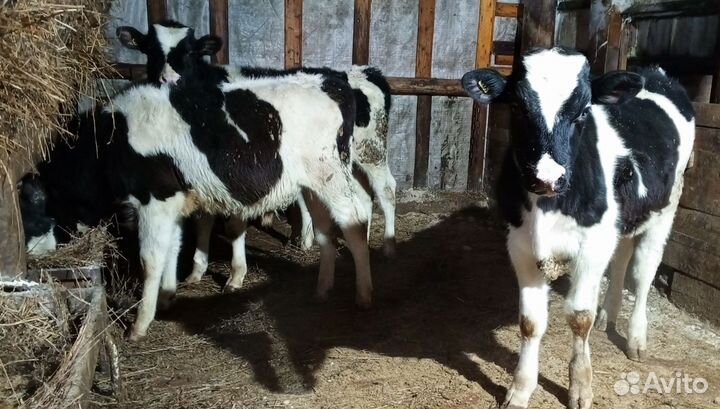 Бычки и телята