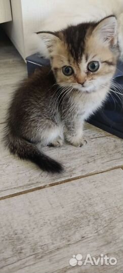 Британские голубоглазые