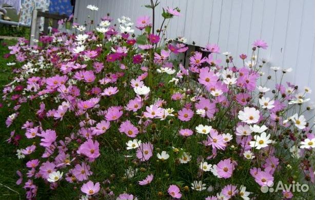 Цветок садовый Космея, рассада