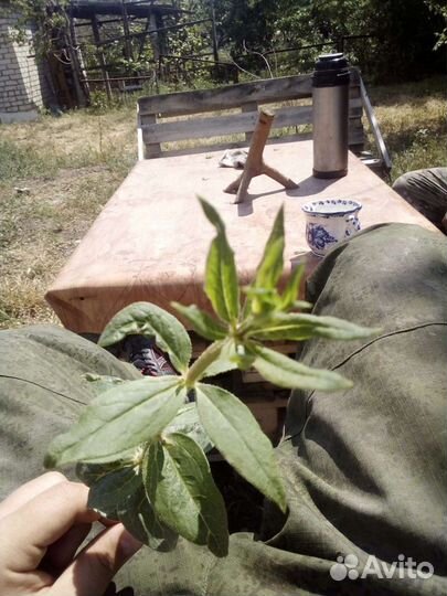 Марена красильная