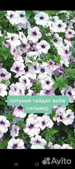 Петуния ампельная рассада