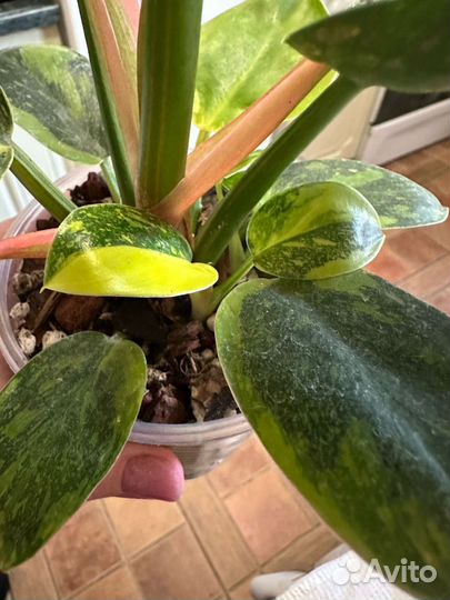 Филодендрон Конго Грин Марбл