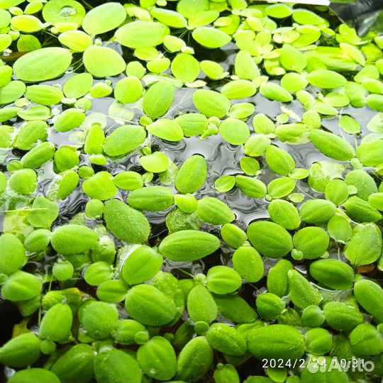 Пистия аквариумное растение, улитки