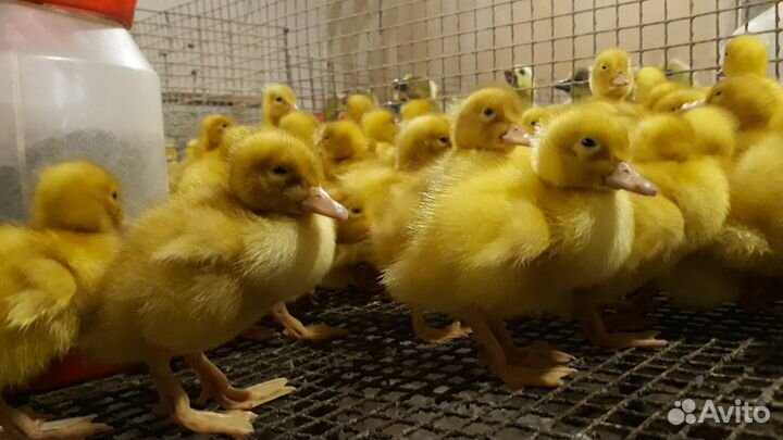 Утята гусята муларды цыплята