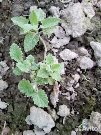 Цветы садовые и эстрагон, мята, мелиса, тмин, розы