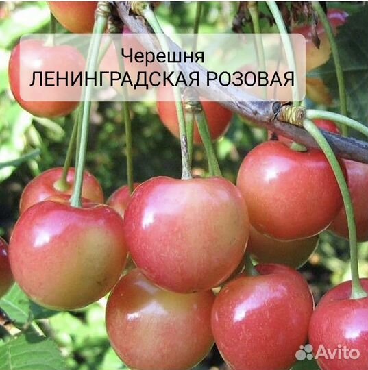 Черешня, черевишня саженцы