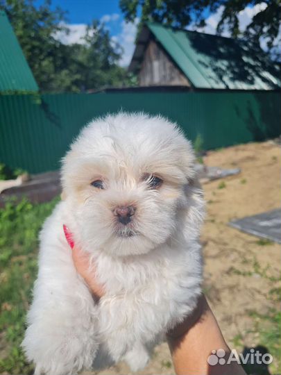 Собаки болонки