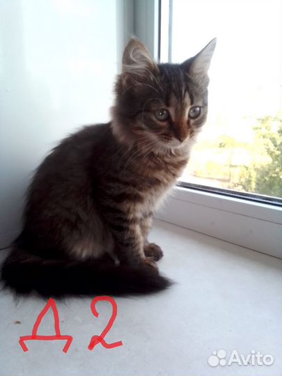 Котята с двухцветными глазами