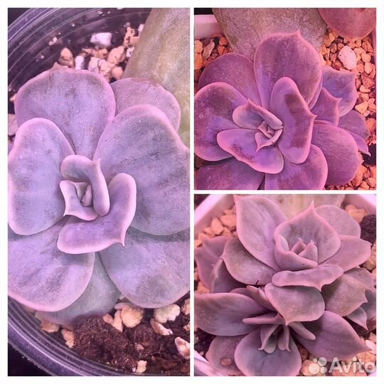 Редкие эхеверии/Marble, Gilo