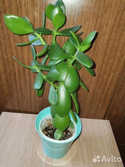 Комнатные растения