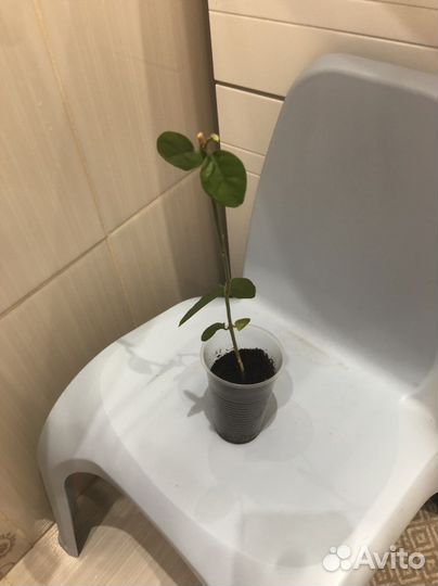 Жасмин самбак