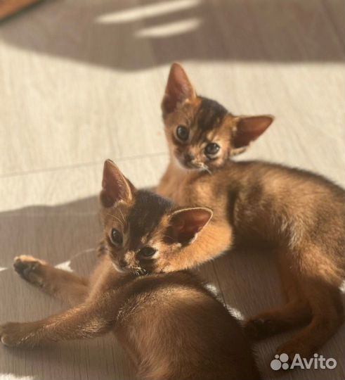 Абиссинские котята