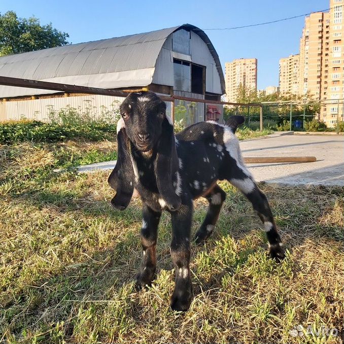 Нубийский козлик стопроцентный, процентные козочки